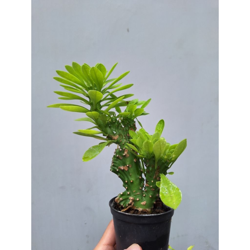 Euphorbia neriifolia cristata, bibit tanaman sukulen babat.