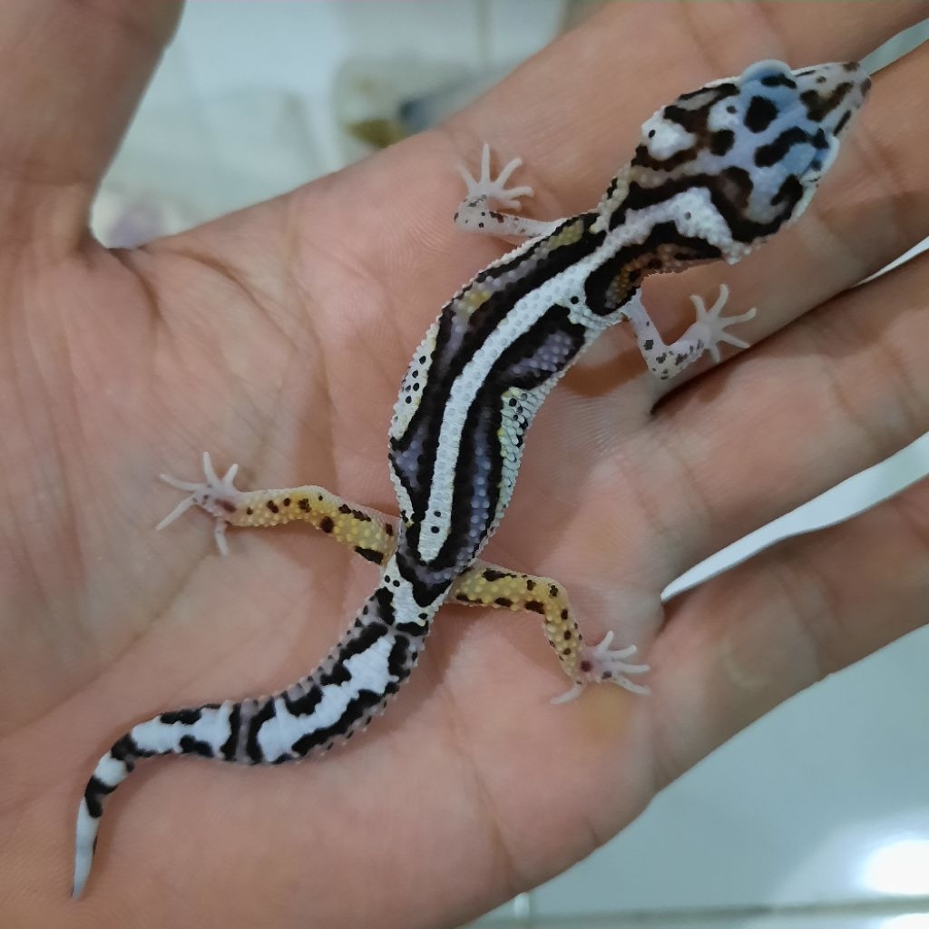 Hiasan Rumah Gecko Leopard Macksnow Bold Stripe Premium stripe tebal dan rapi