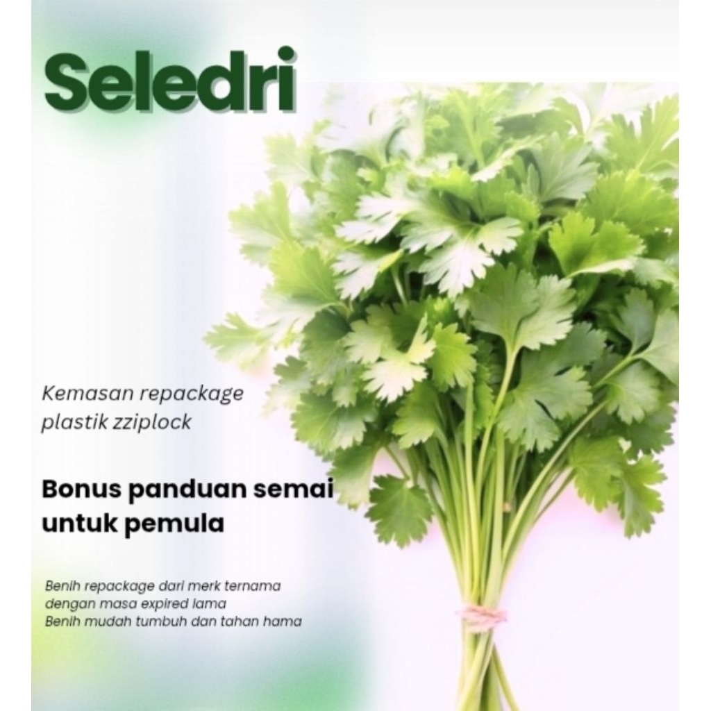 Benih Sayuran Seledri Unggul