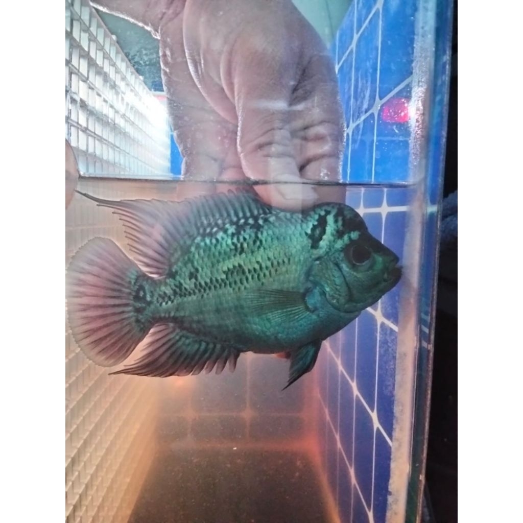 Lohan Kamfa f2 ORI 100%