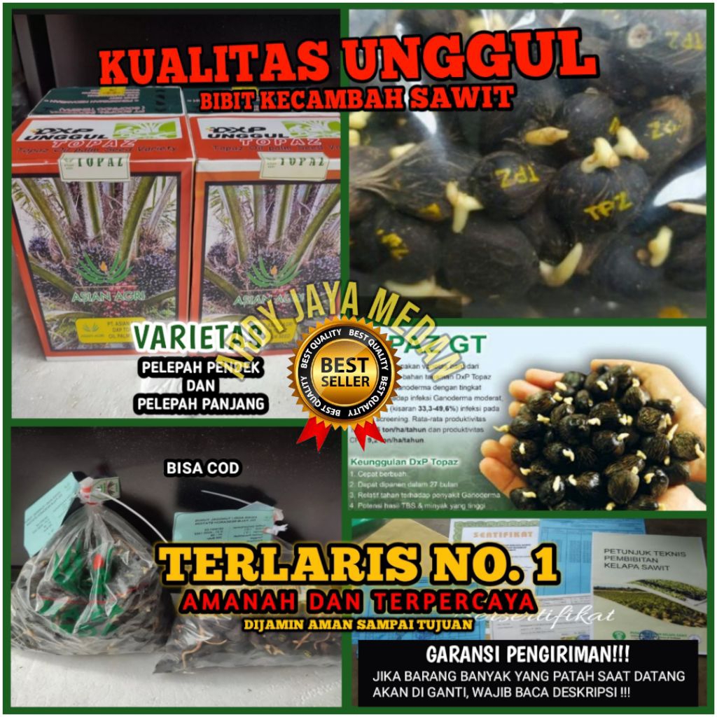 Bibit Benih Sawit PPKS Medan unggul bersertifikat