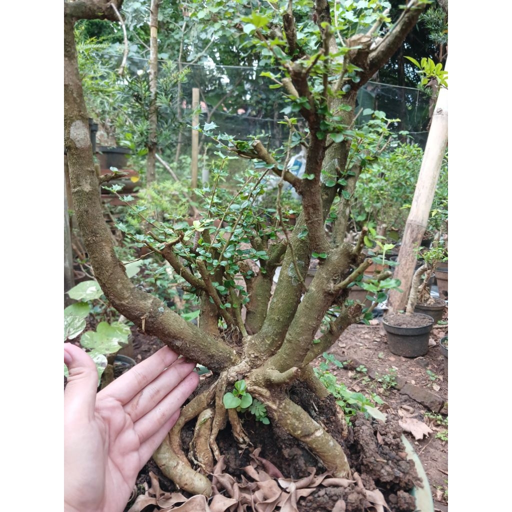 bahan bonsai mirten duri karakter ekstrim