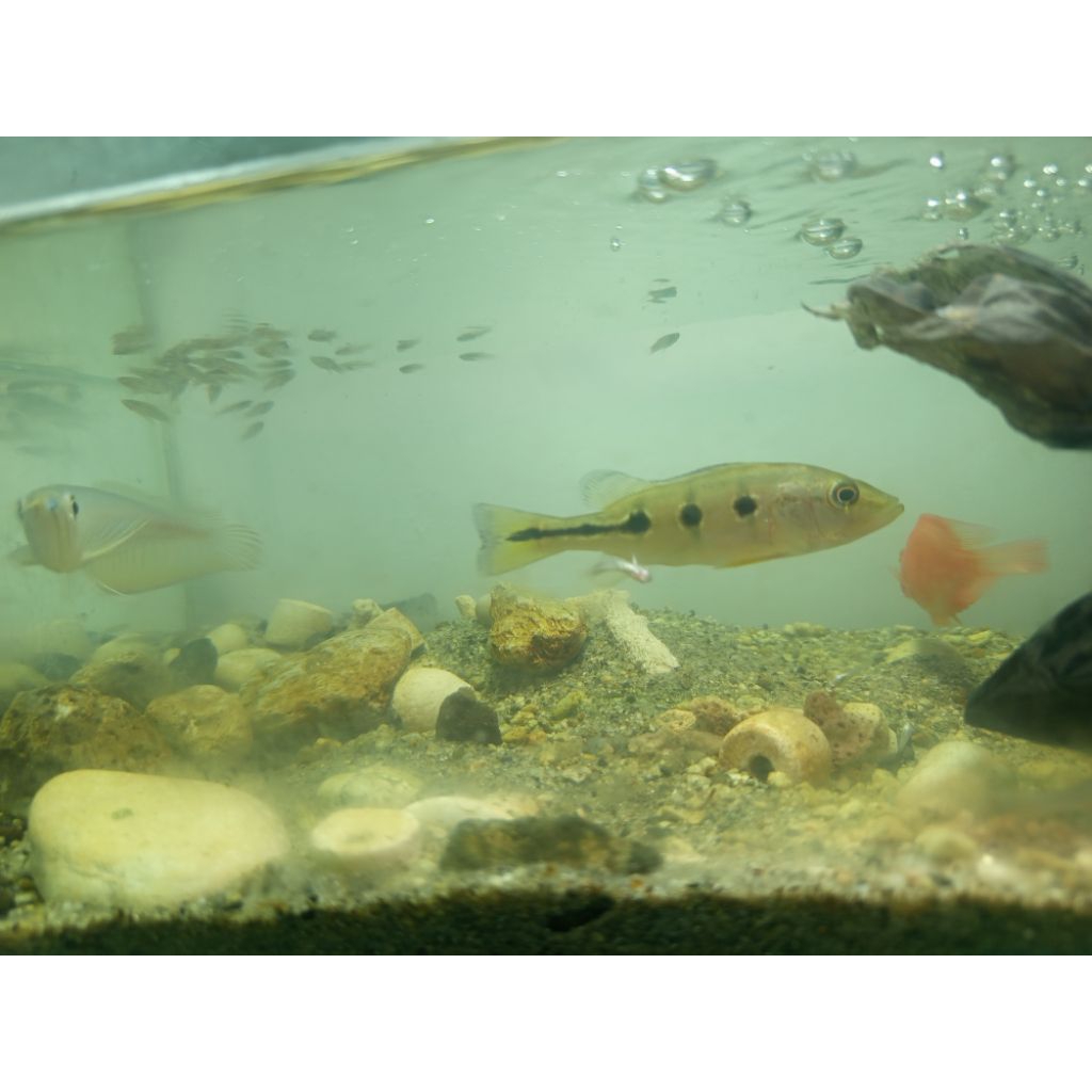 pbass orinoco spot Oreo spesial 8cm