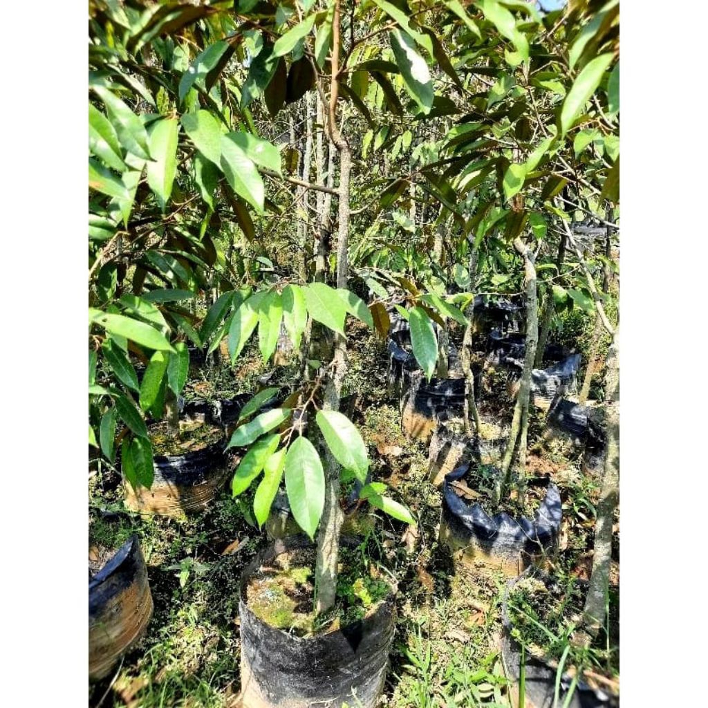 Bibit Durian Berbagai Jenis,dari MK.Montong.Ochee.Bawor .Sudah Pernah Berbunga