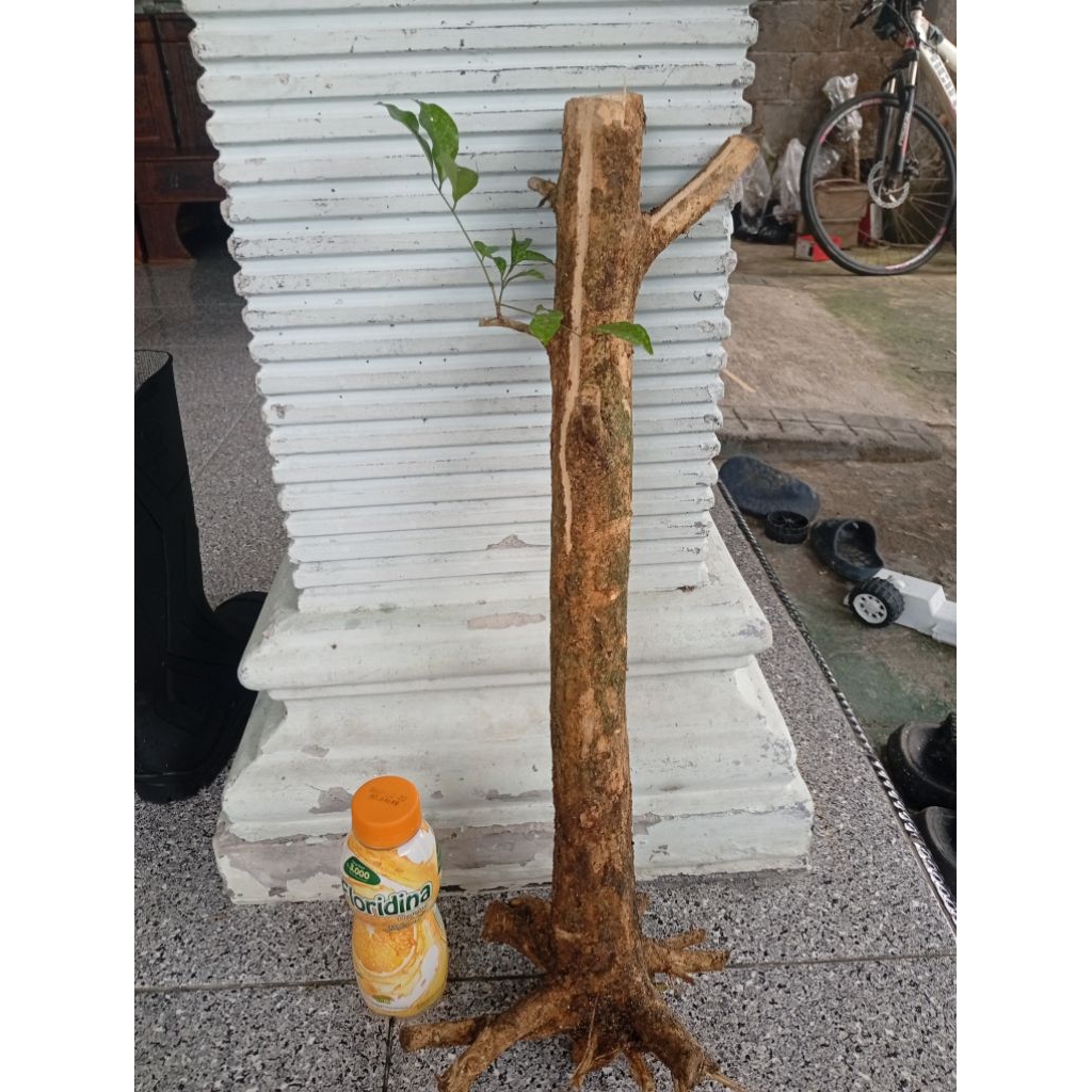 kemuning dongkelan akar batang kemuning lokal bahan bonsai