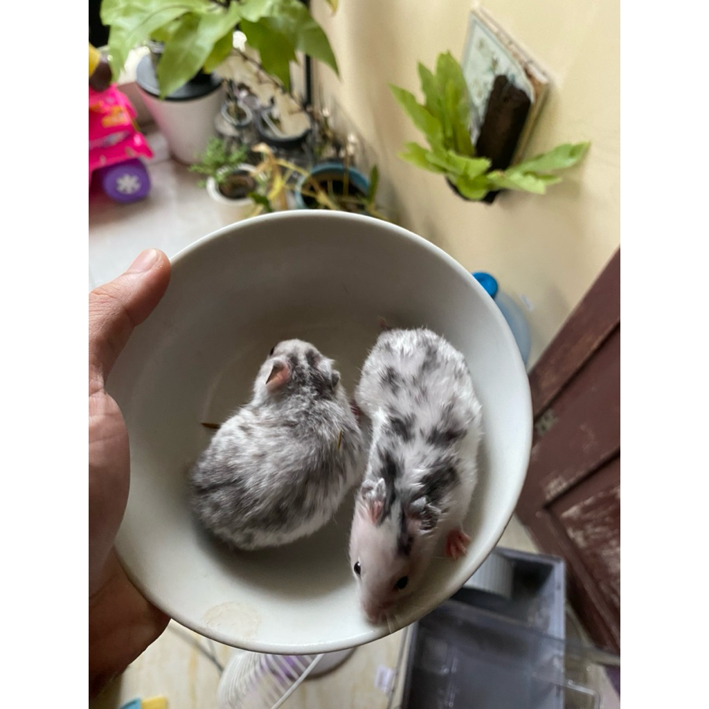 hamster fujiyama sepasang
