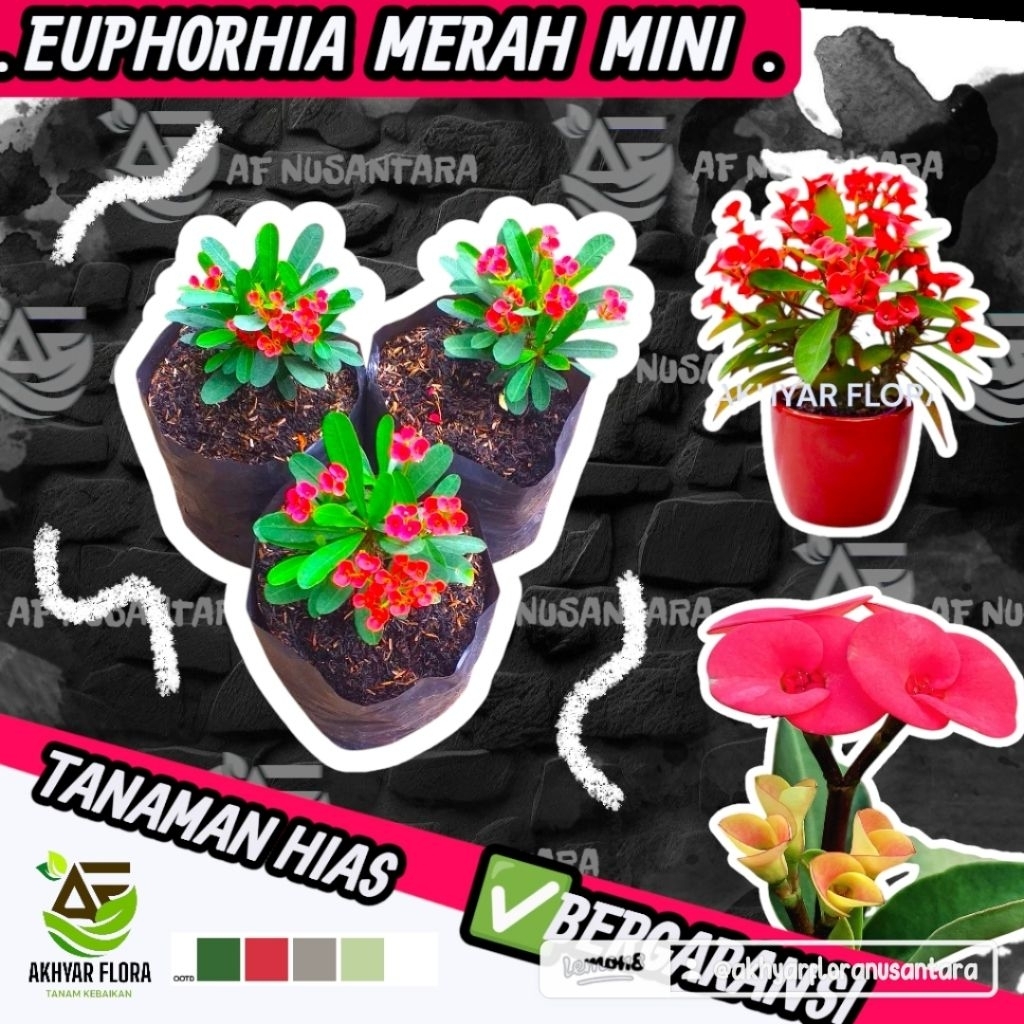 Tanaman Hias Bunga Ephorbia Merah Kecil Bunga Euphorbia Kuat Panas - Akhyar Flora