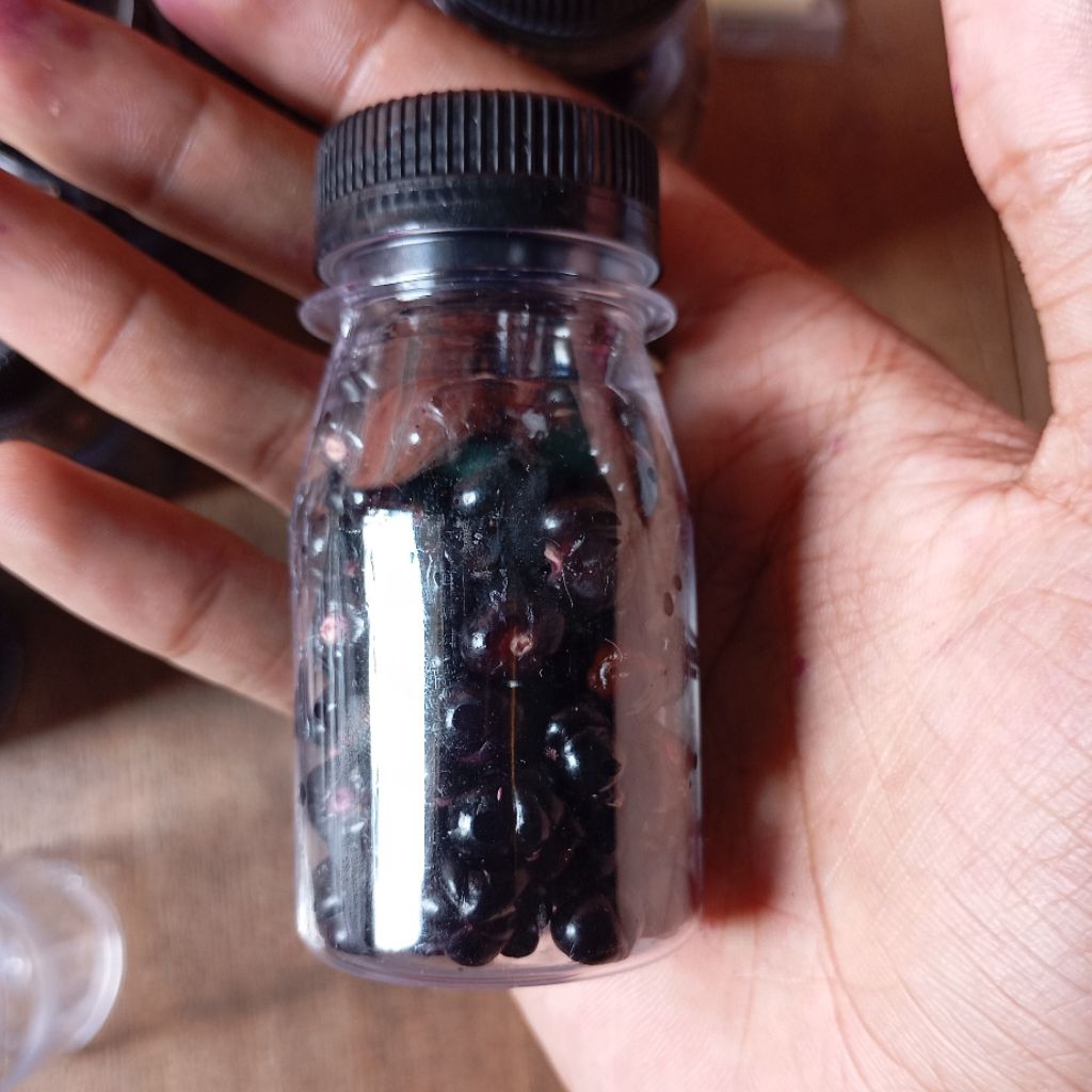 buah angkung segar 100 biji