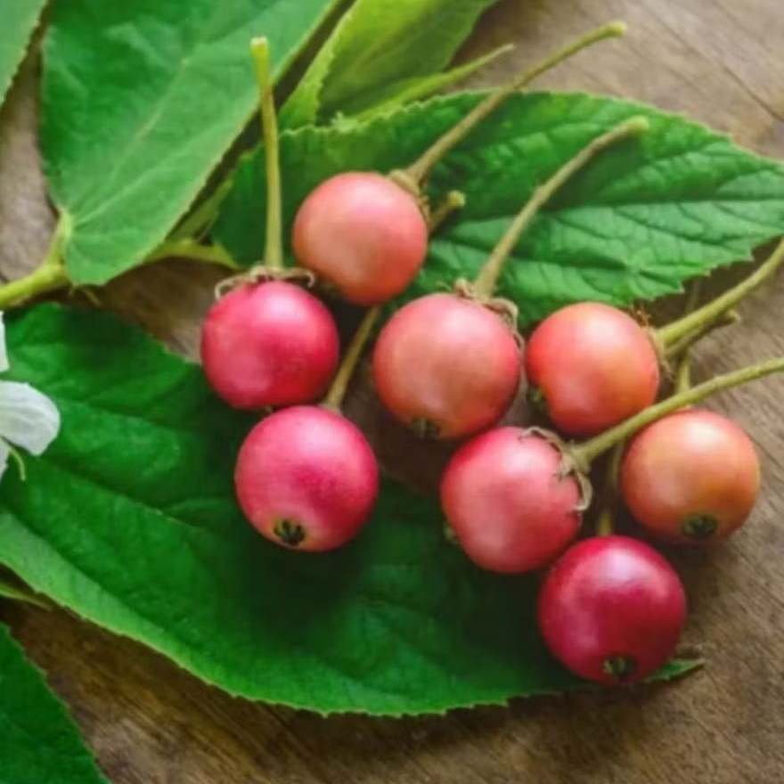 Buah ceri atau kersen segar 100 biji