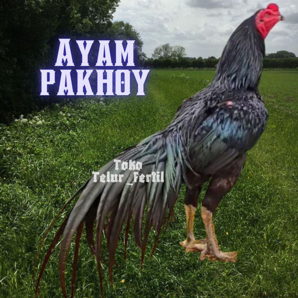 telur ayam pakhoy full brakot drumband untuk ditetaskan