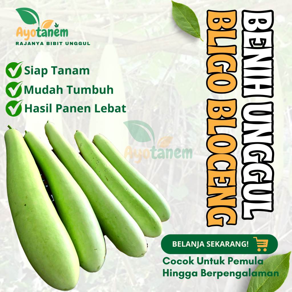 BENIH UNGGUL BLIGO BLOCENG | BIBIT BLIGO PANJANG | BIJI BLIGO BLOCENG SIAP TANAM