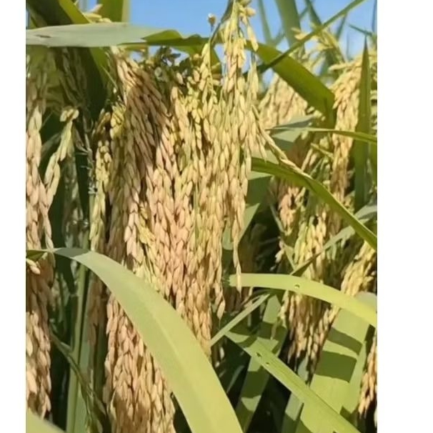 bibit padi Thailand jumbo 5kg #bibit padi Thailand super jumbo,, kualitas babot