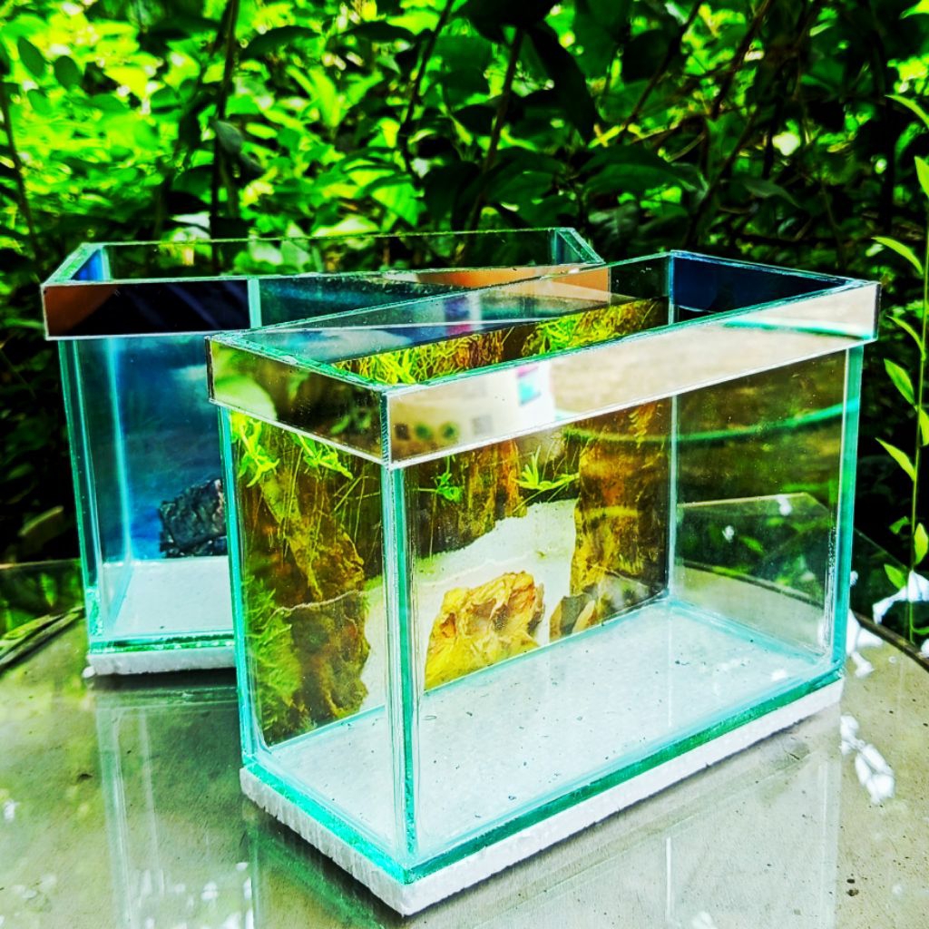 AQUARIUM CUPANG MINIMALIS , LIS BEGRON 20 x 9 x 14 kaca 5mili