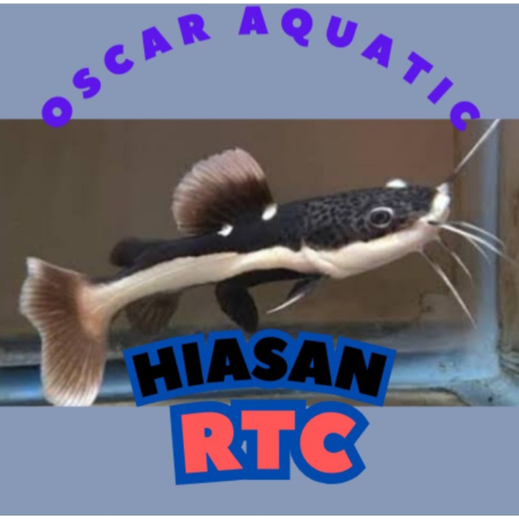 Dekorasi air RTC size 8-10 cm