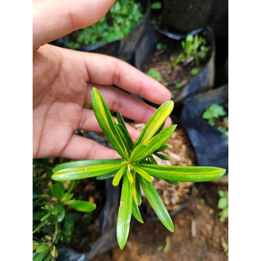 Bahan Bonsai Lohansung Variegata Kuning/ Lohansung Varigata Kuning