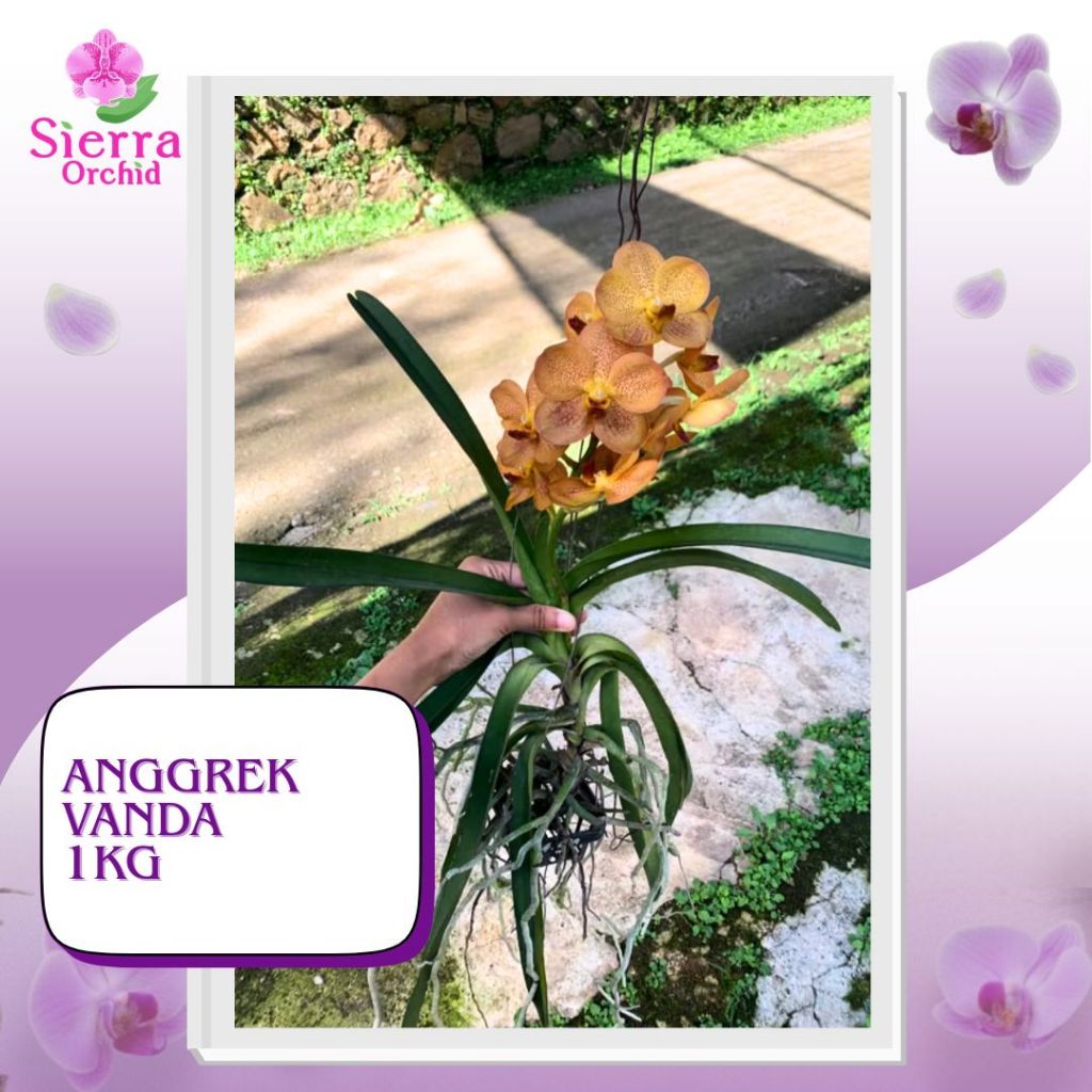 Anggrek Vanda Dewasa 1kg