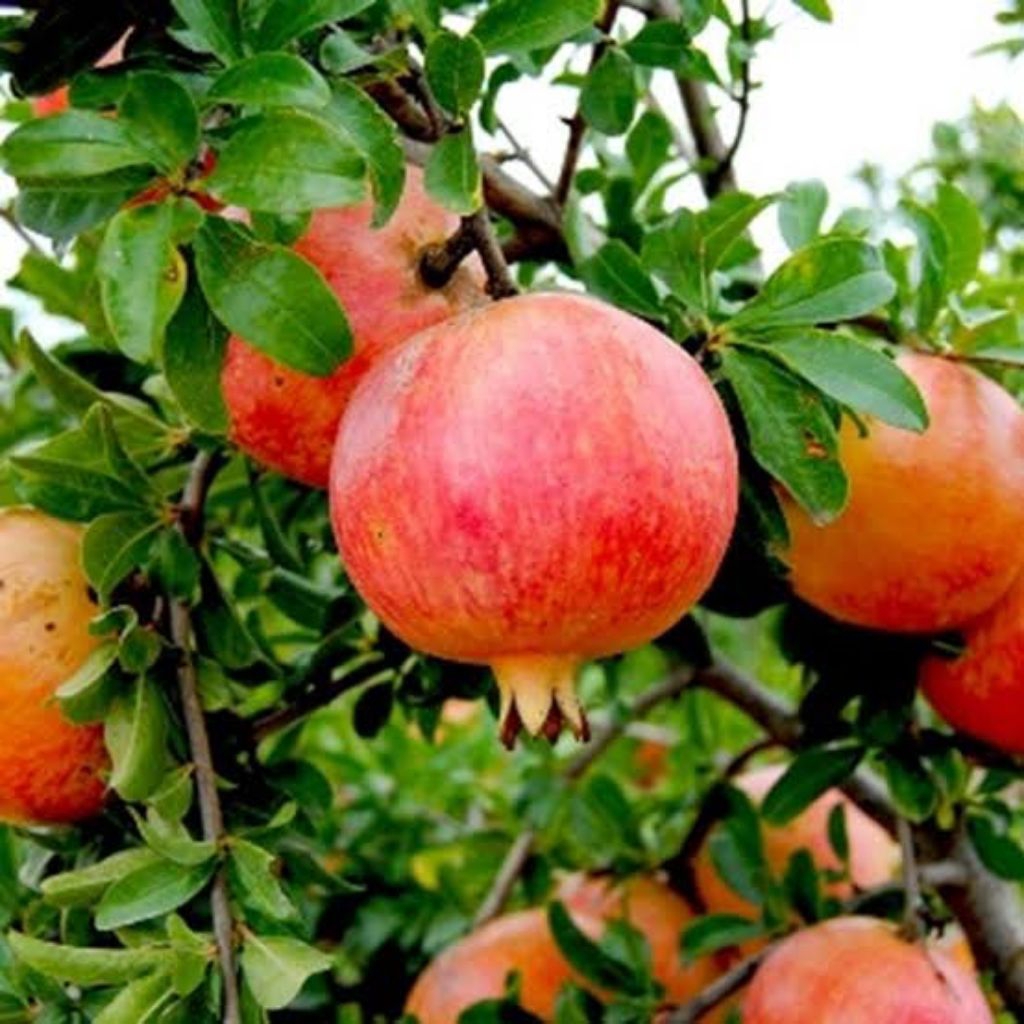 Bibit Delima Merah Jumbo Kondisi Berbuah