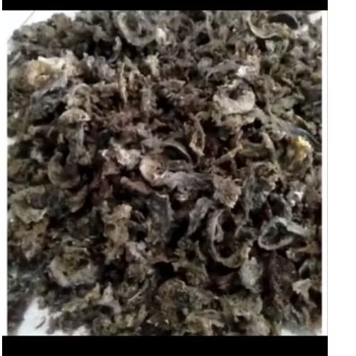 Parfum walet bentuk sarang gua asli / parfum walet / sirip walet