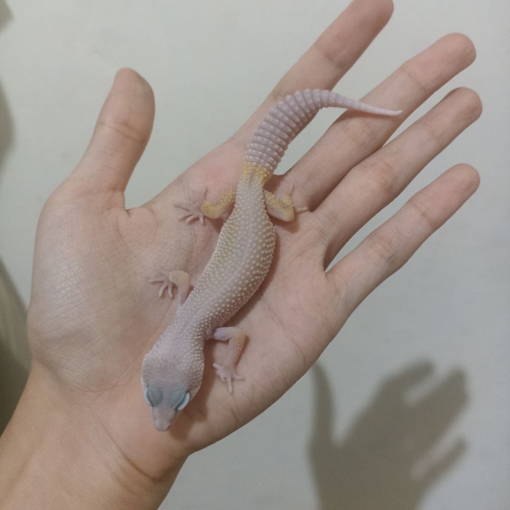 Gecko Male Juve BZ4 Blizzard het eclipse