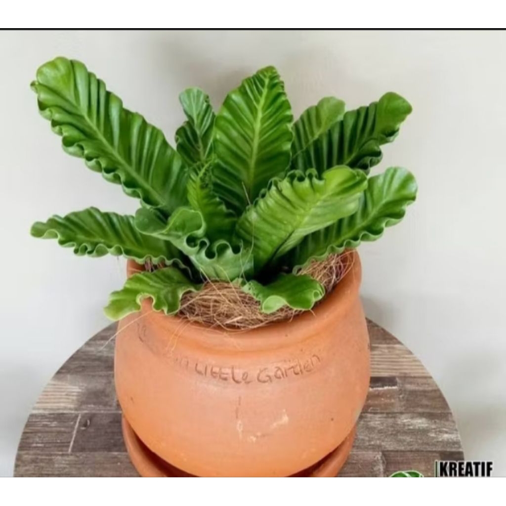 Tanaman Hias kadaka lasagna rimbun dan teduh