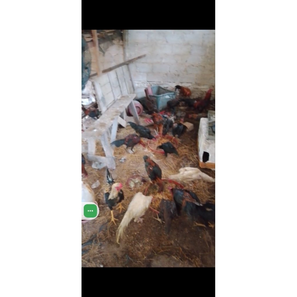 Ayam Kampung Jantan Hidup