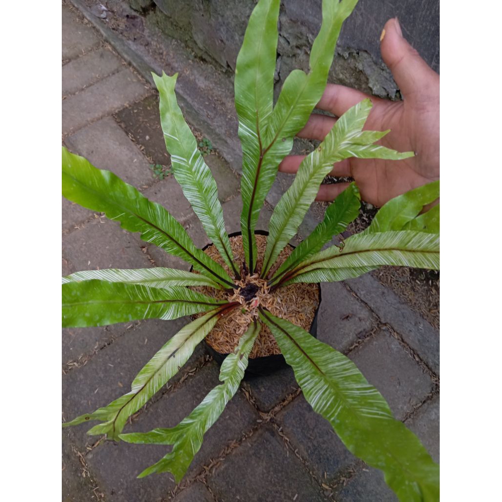 Tanaman Asplenium Nidus Variegata