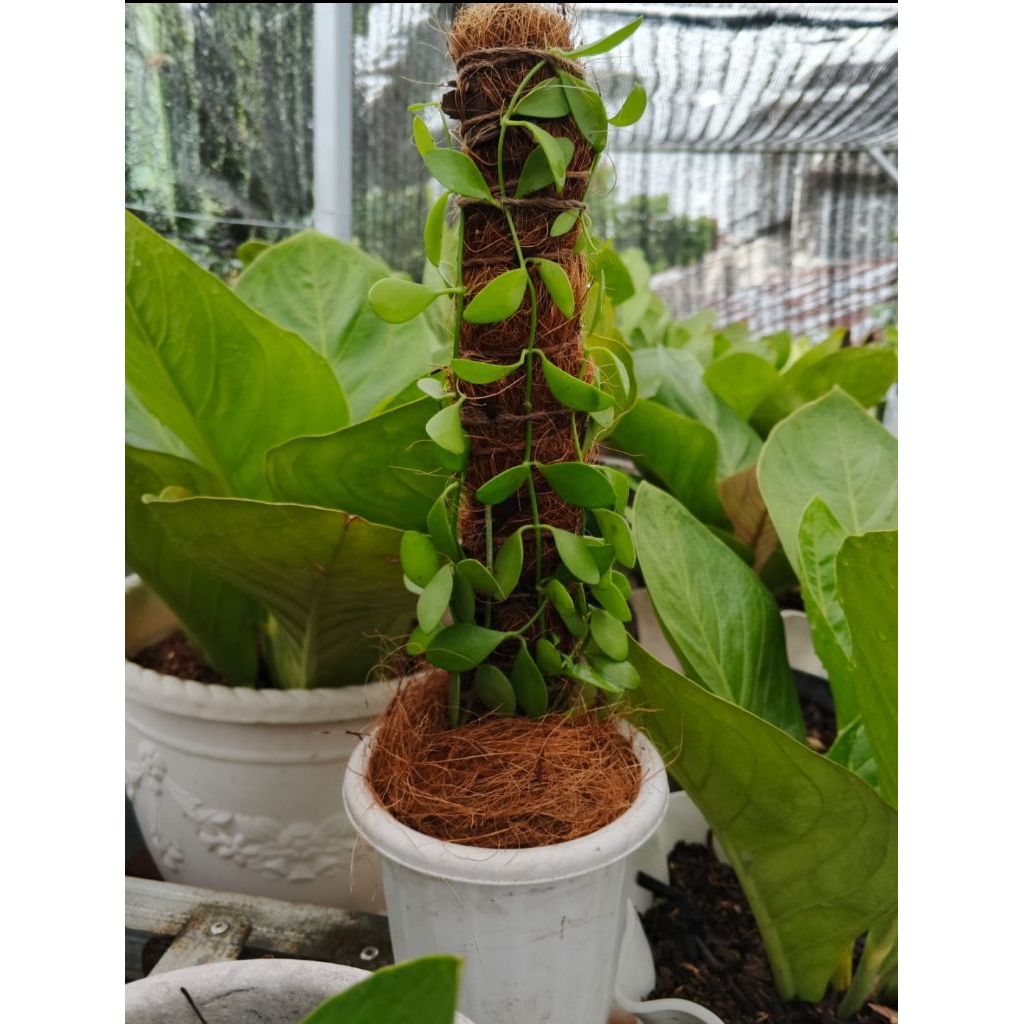 DISCHIDIA / TANAMAN HIAS