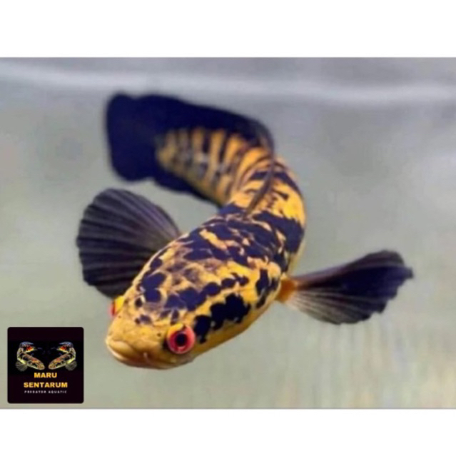 (COD) Maru Yellow Sentarum/Channa Maru Ys Batik Terlaris