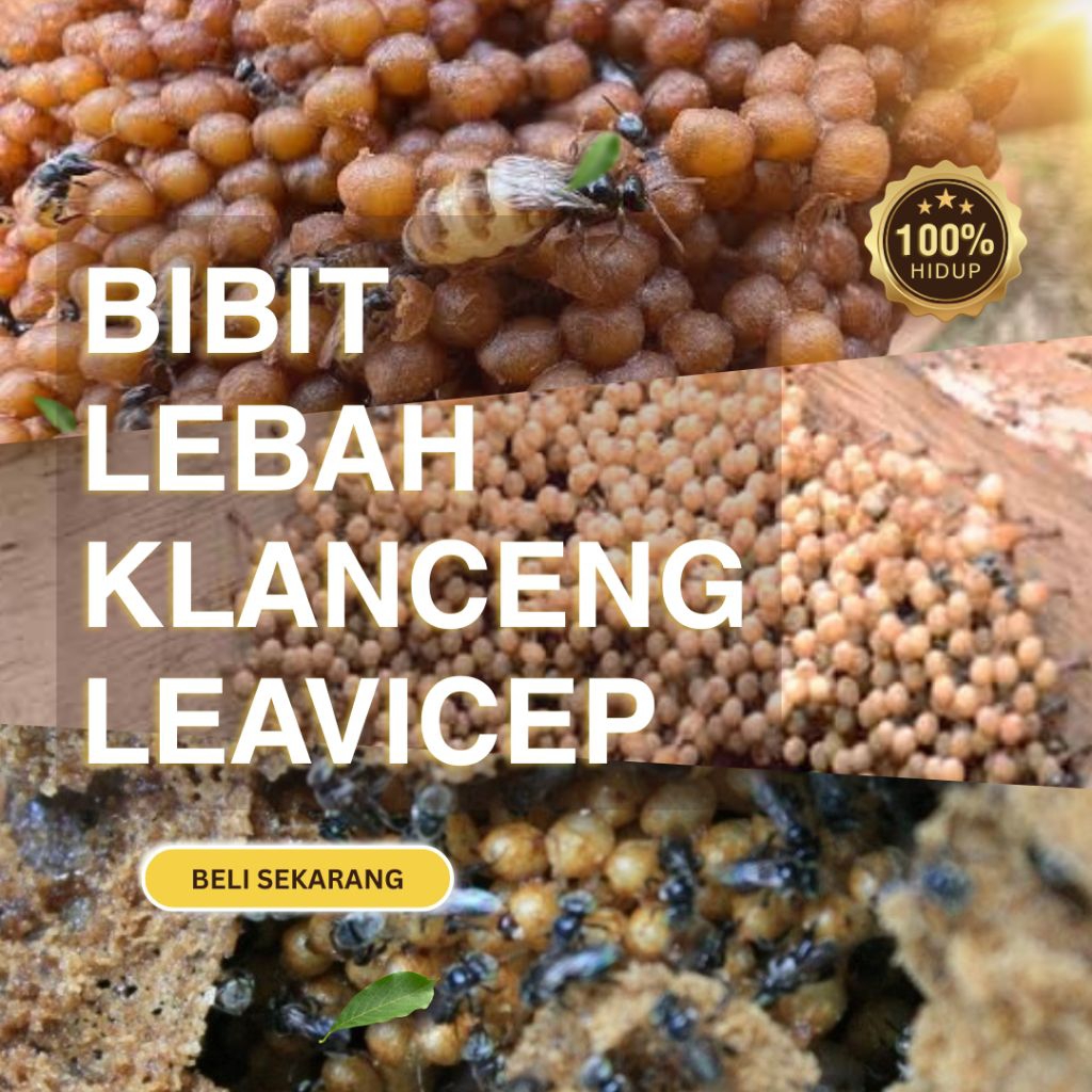 Lebah klanceng/bibit klanceng/Leavicep/kelulut/teuweul