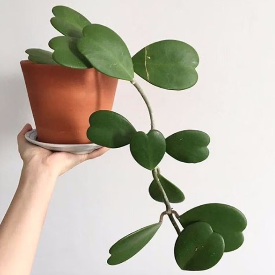 Tanaman Hoya Love / Hoya Kerrii / Sweetheart Hoya / Valentine Hoya / Love Hoya Cactus