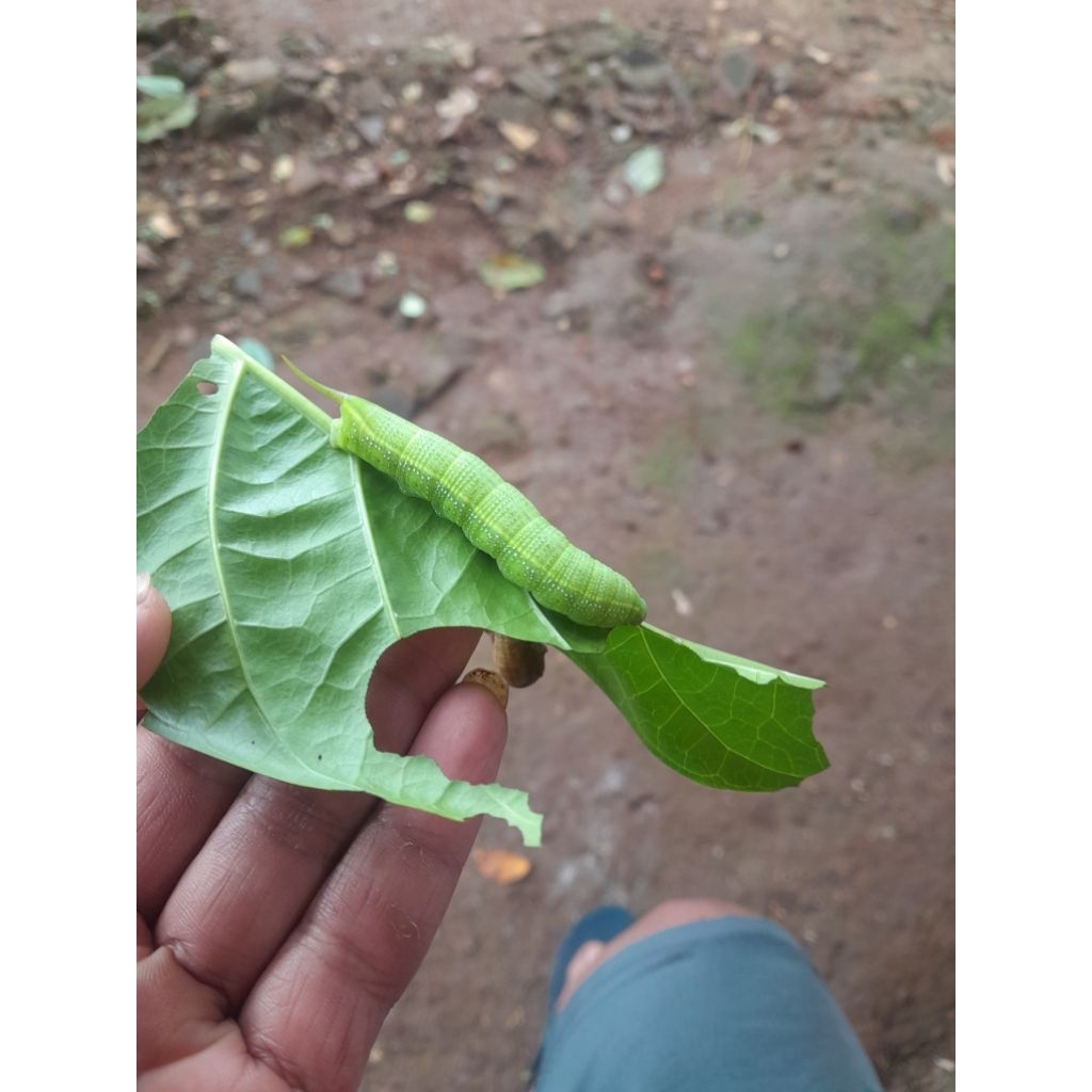 Ulat Pace Mengkudu Umpan ikan Bawal