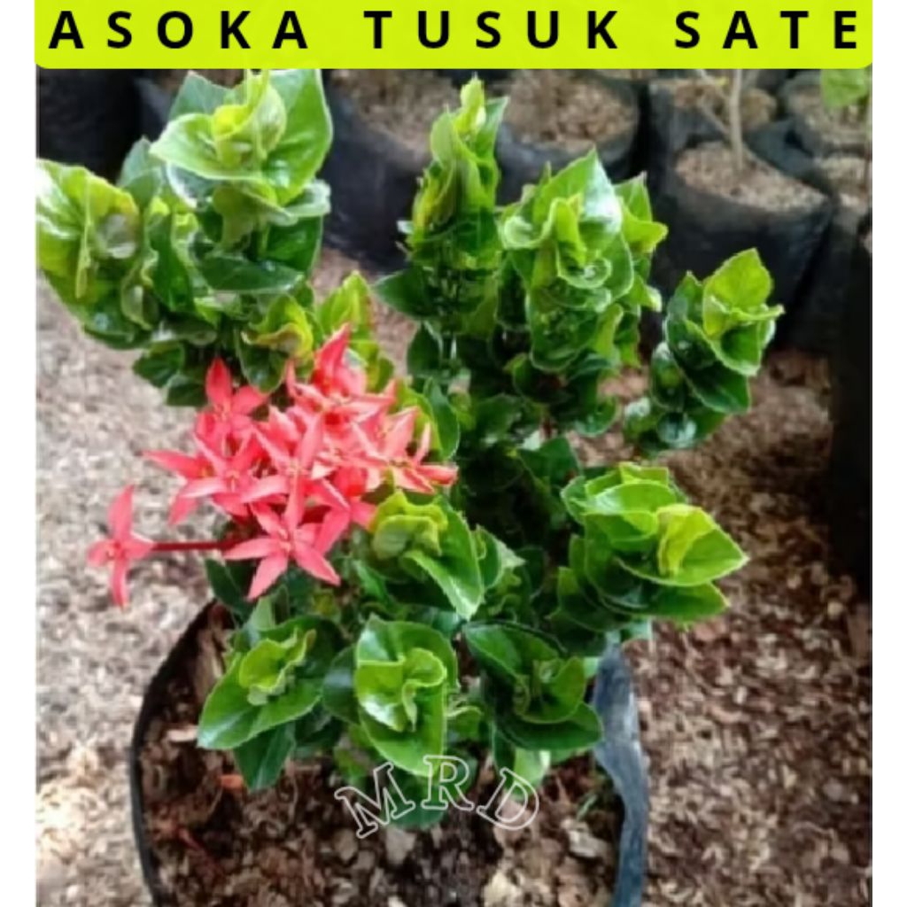 COD Tanaman Hias Asoka tusuk Sate Bunga Merah Cerah Pohon Hias Asoka Tusuk Sate
