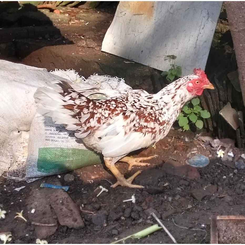 Ayam Kampung Betina Hidup Sehat Ayam Babon Siap Produksi Telur / Daging