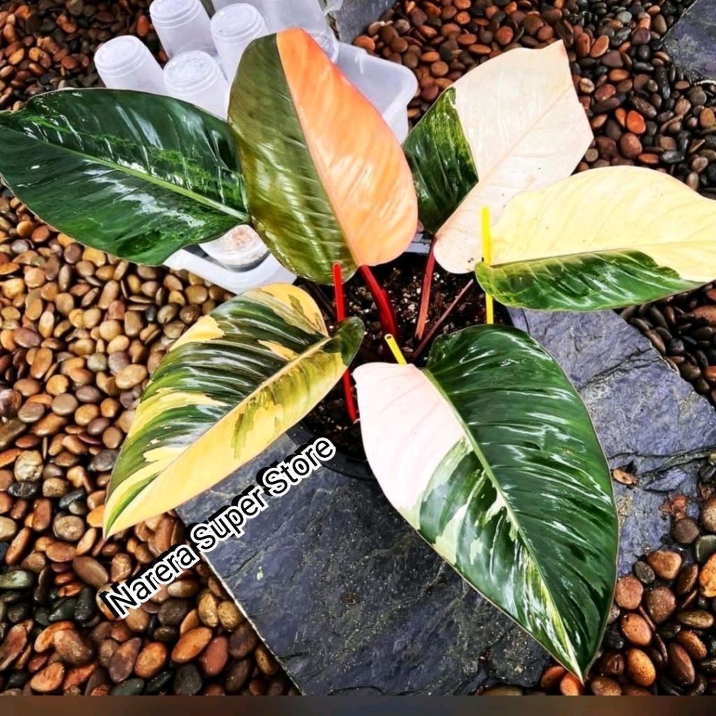Tanaman Hias Philodendron Red Congo Variegata Varigata Variegated Real Pict Murah Ekonomis