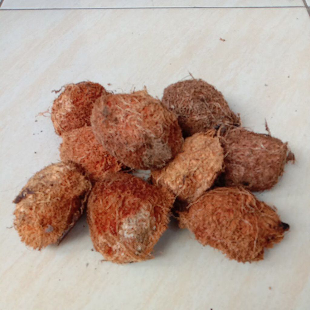 25 pcs Bibit / Benih Siap semai Buah / Pohon Gayam / Gatep / Bosua / Tahitian Chestnut asli