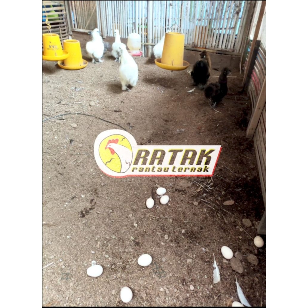 Telur Original Dari Kandang Sendiri Ayam American Silkie / Amerikan Silkie (Bukan Ayam Kapas) BERGAR
