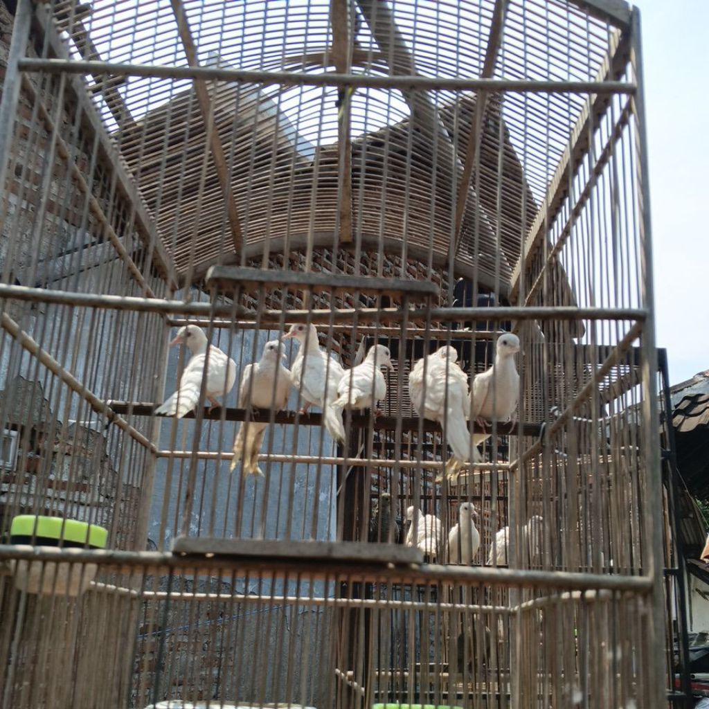 perkutut putih lurik mm mandirian umur 3 bulan