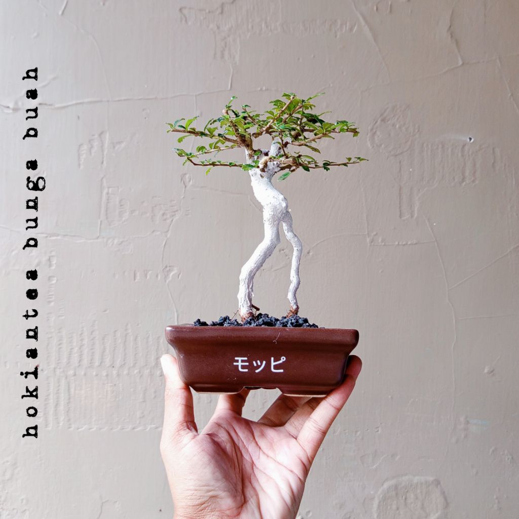 BONSAI HOKIANTEA BUNGA BUAH DIKIRIM SESUAI FOTO