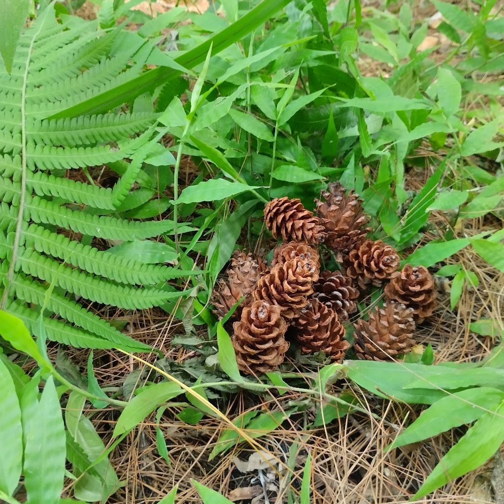 buah pinus biji pinus bunga pinus mekar  untuk rustic hiasan poto