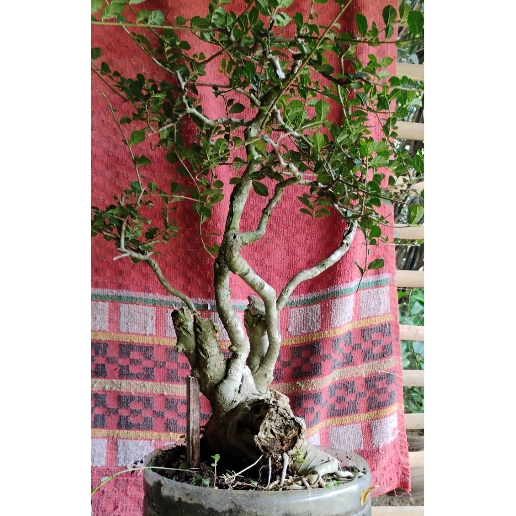 bonsai serut jadi siap pajang bonsai prospek bonsai siap kontes