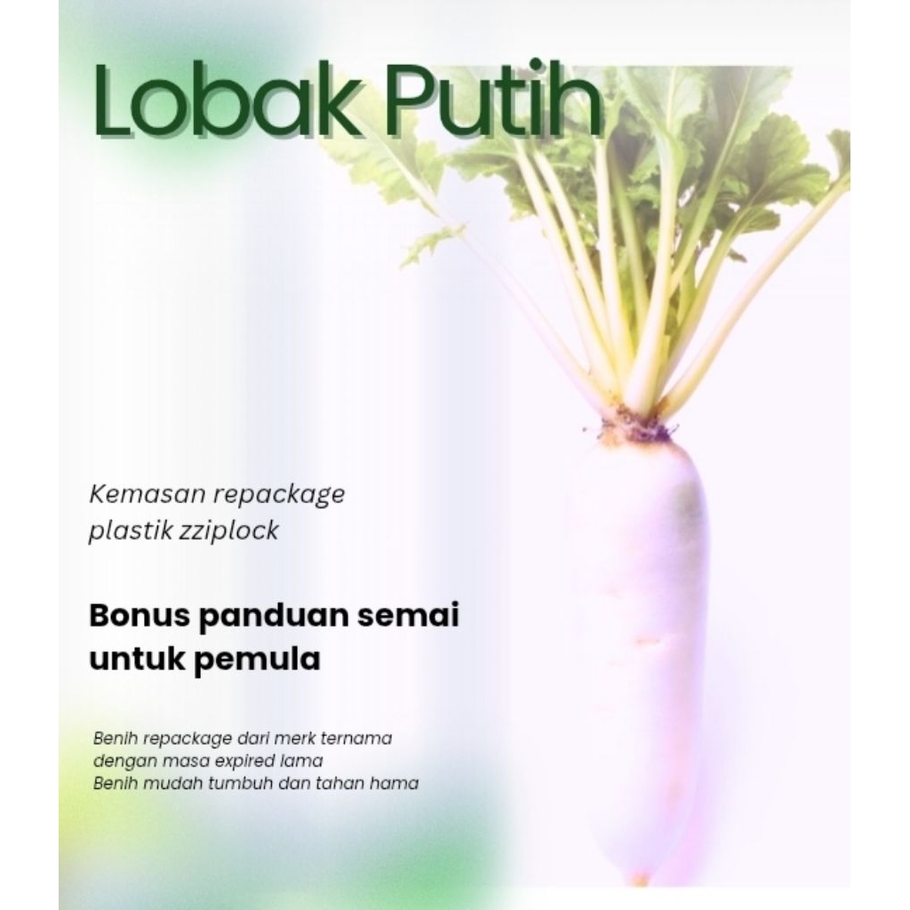 Benih Sayuran Lobak Putih F1 Hibrida