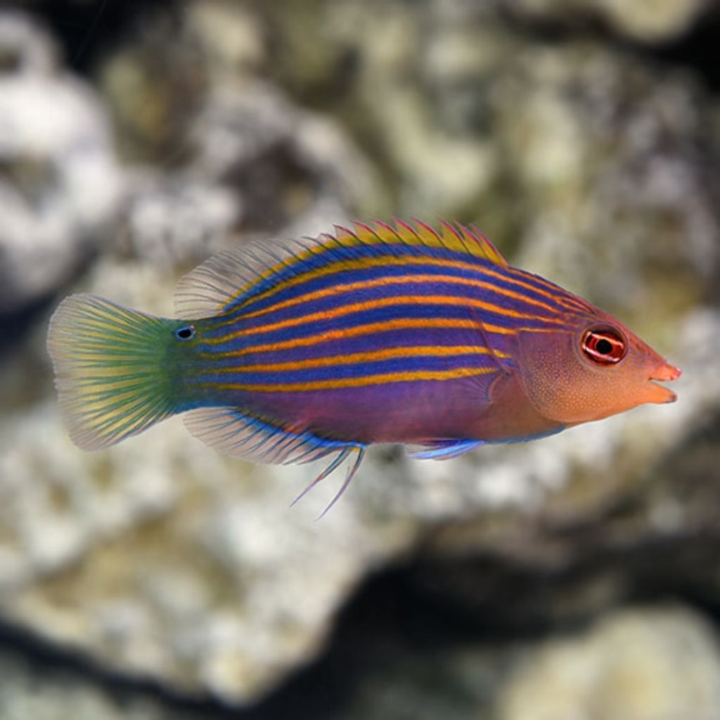 Ikan Hias Air Laut Keling Liris (Six Line Wrasse)