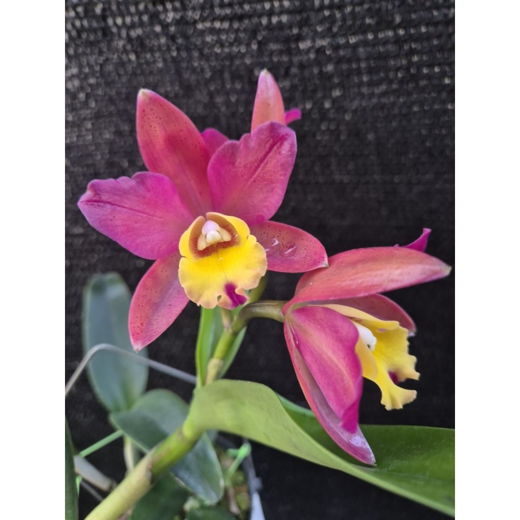Anggrek knop cattleya Loogtone x galaxy bell