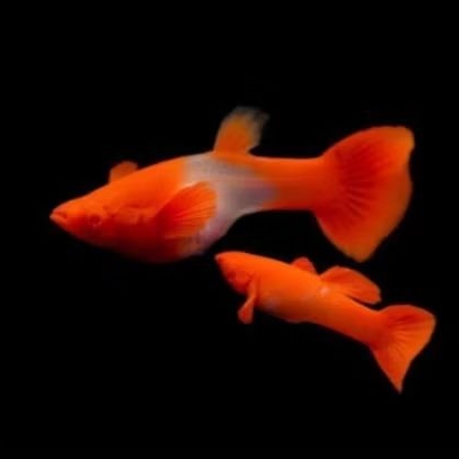 ikan hias Guppy albino koi red ear