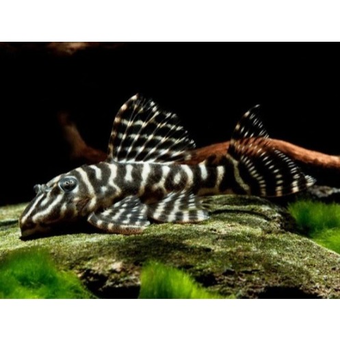 PLECO L129 COLOMBIAN ZEBRA PLECO