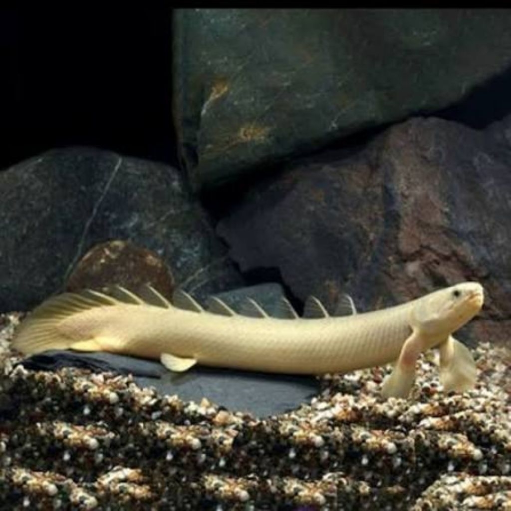 Palmas senegalus albino