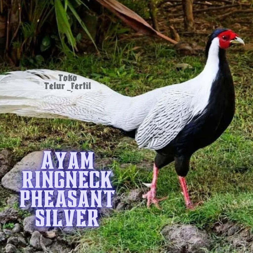 TELUR  AYAM HIAS RINGNECK PHEASANT SILVER untuk ditetaskan