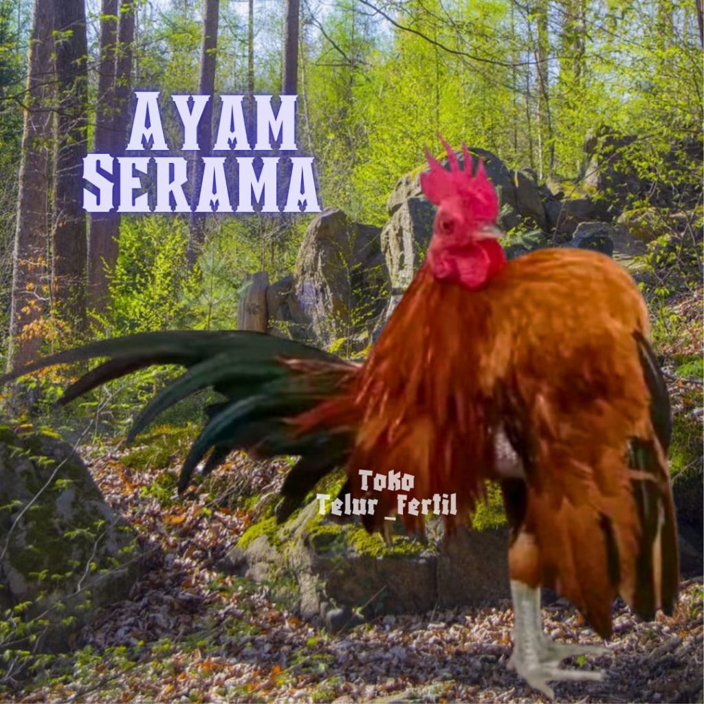 TELUR AYAM HIAS SERAMA ASLI untuk ditetaskan
