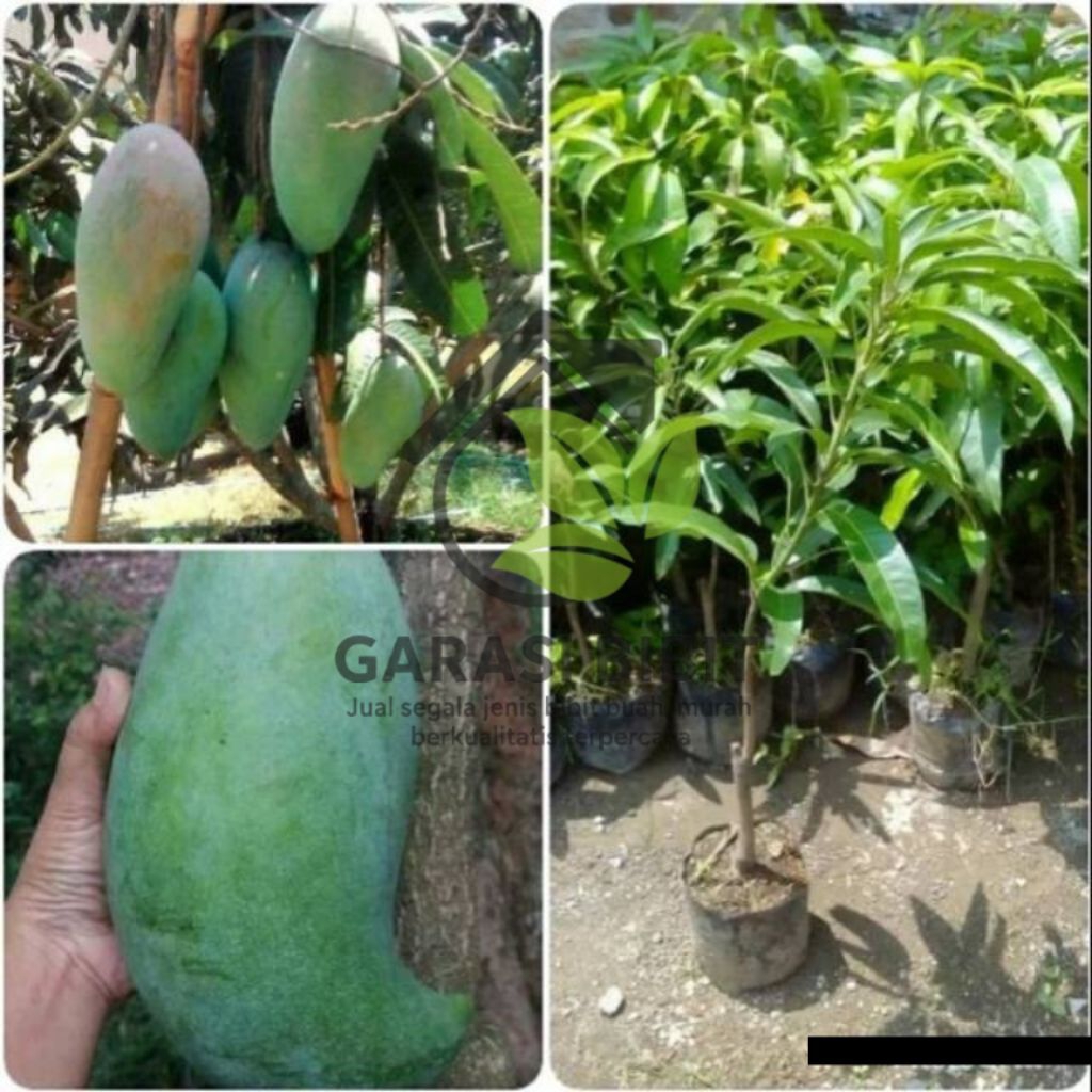 Bibit Mangga Mahatir Jumbo Asli Tanaman Buah Okulasi/cangkok Super Unggul
