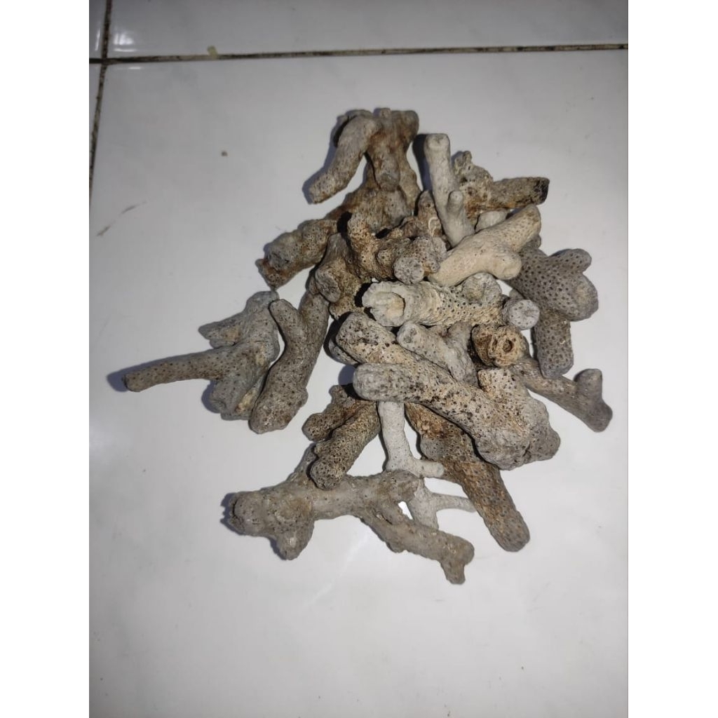 Batu Karang Laut Jahe Untuk Filter Air Aquarium